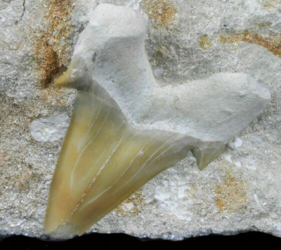 Otodus Shark Tooth Fossil In Rock - Eocene #60198